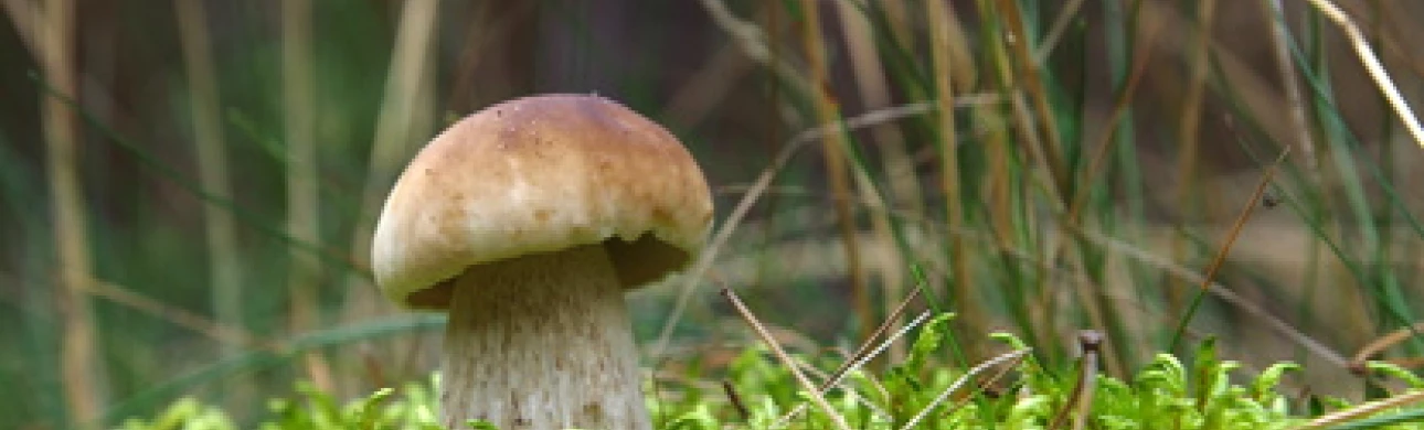 Tepelnou úpravou se alergeny v hřibech nezničí
