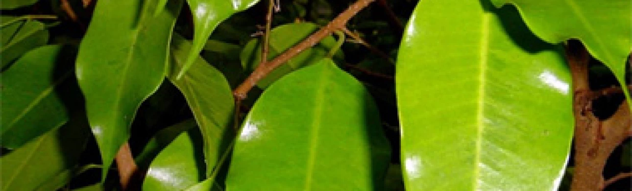 Alergie na fíkus a ficus-fruit syndrom