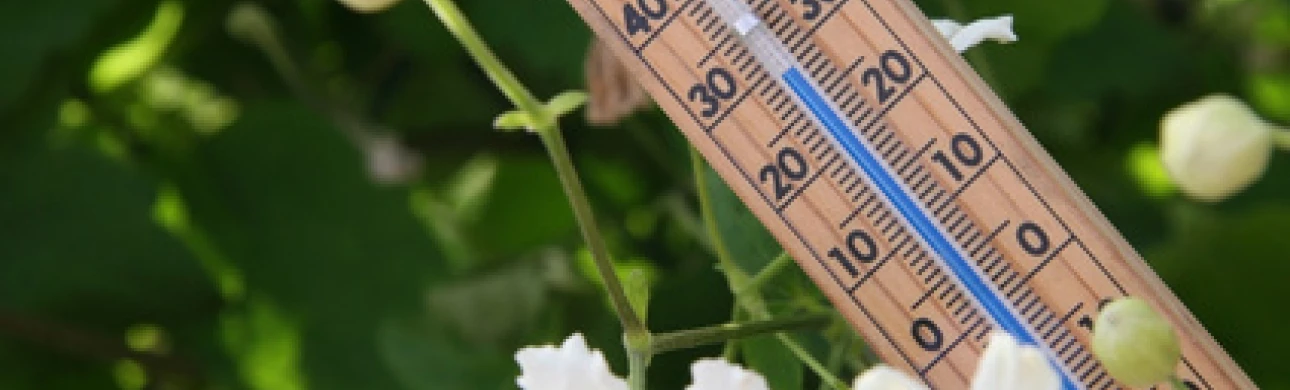 Klimatické změny ovlivňují také alergiky