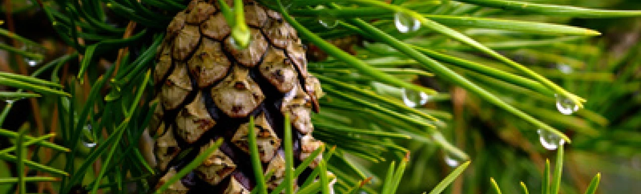 České lesy jsou pro většinu alergiků bezpečné