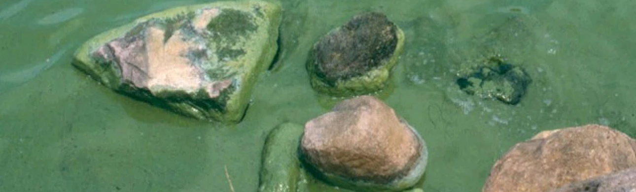 Sinice, řasy a další příčiny vodních alergií