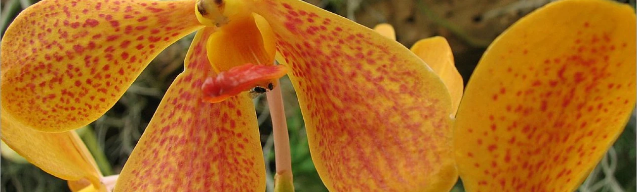 I alergika můžete pozvat do botanické zahrady