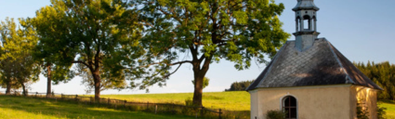 Přestože na venkově je více pylu, alergiků je více ve městech