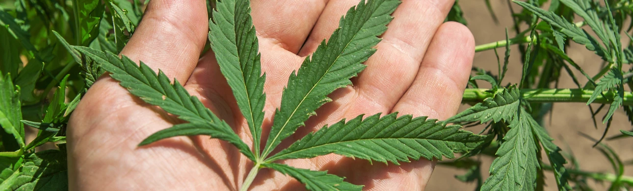 Odborníci tvrdí: marihuana není pro glaukom řešením 