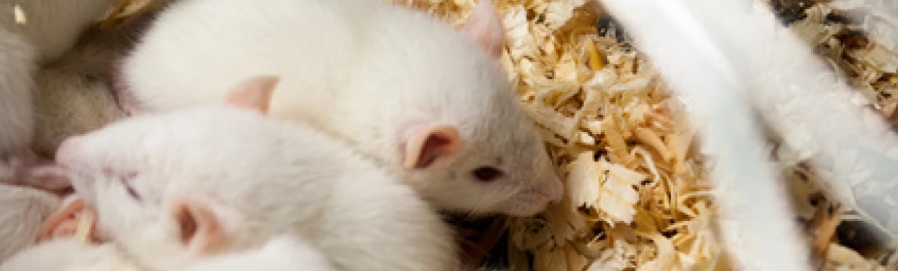 Probiotické bakterie možná pomohou v boji proti alergiím