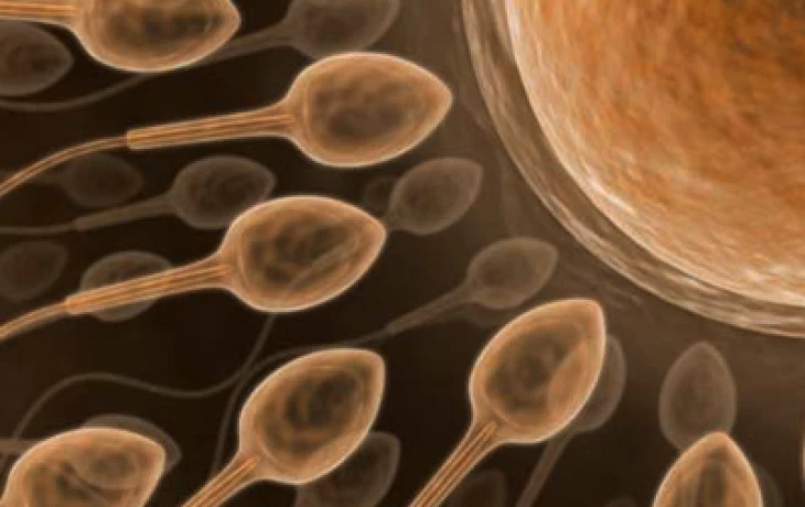 Nebojte se intrauterinní inseminace